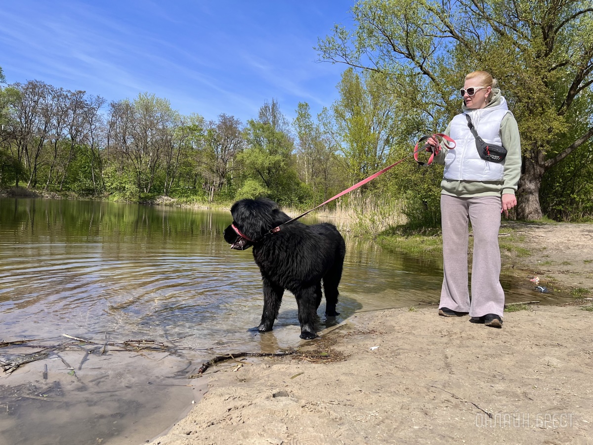 ГИГАНТСКИЕ СОБАКИ. Сколько денег уходит на содержание двух 60-килограммовых собак в панельной трёшке в Бресте?