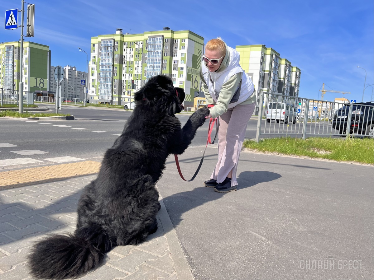 ГИГАНТСКИЕ СОБАКИ. Сколько денег уходит на содержание двух 60-килограммовых собак в панельной трёшке в Бресте?