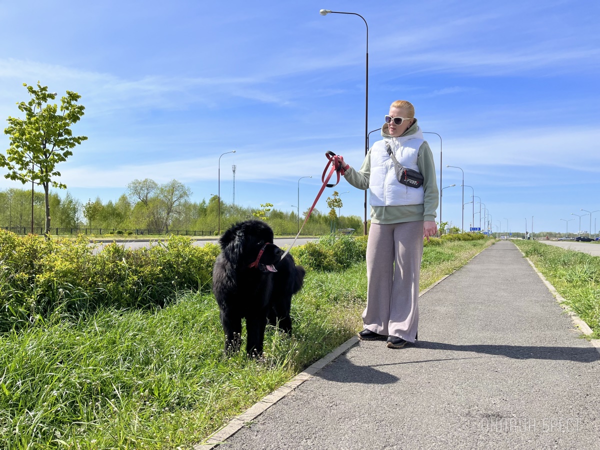 ГИГАНТСКИЕ СОБАКИ. Сколько денег уходит на содержание двух 60-килограммовых собак в панельной трёшке в Бресте?