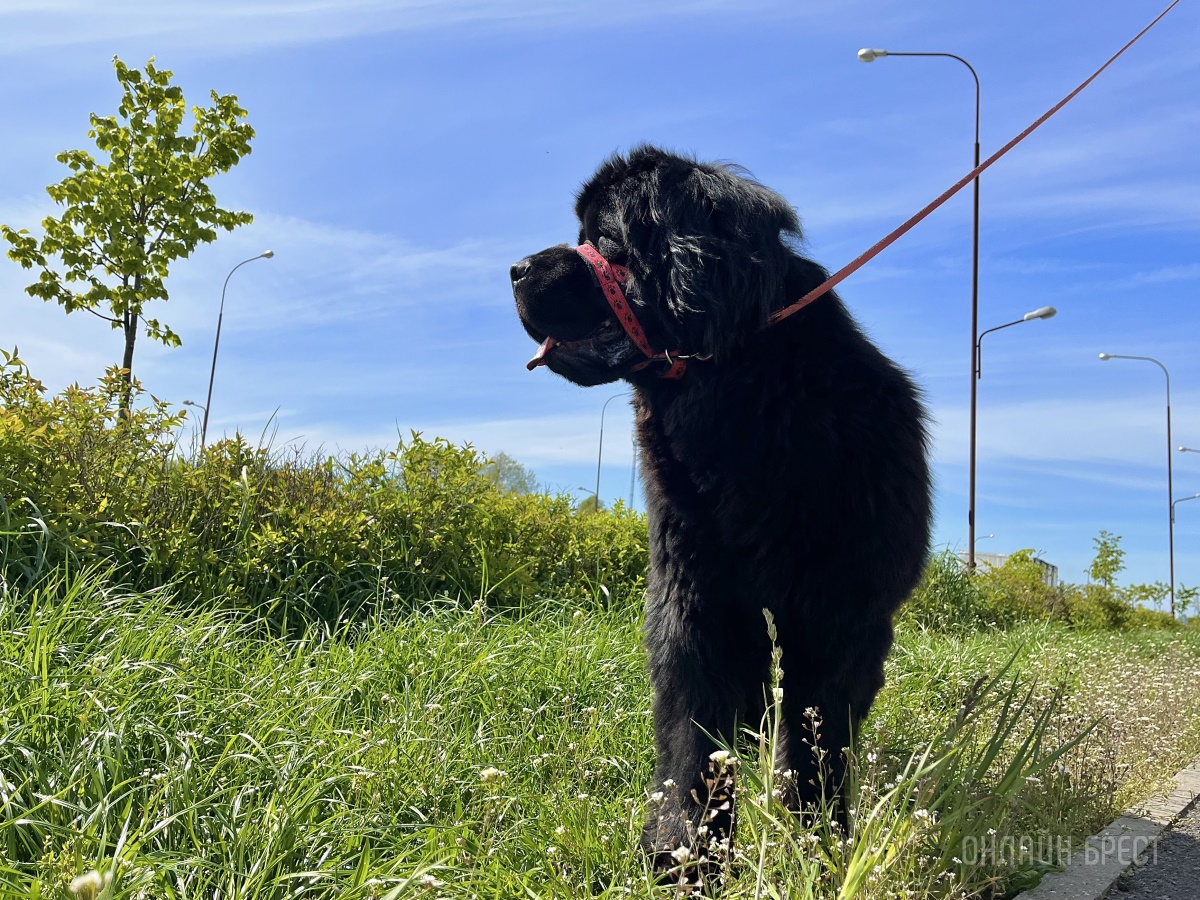 Кого собаки слушают больше — мужчин или женщин? Есть ответ