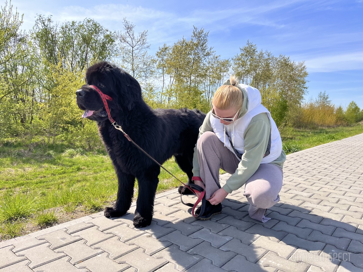 ГИГАНТСКИЕ СОБАКИ. Сколько денег уходит на содержание двух 60-килограммовых собак в панельной трёшке в Бресте?