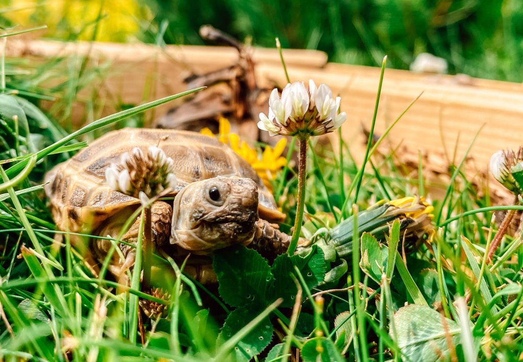 Экзотическая жизнь: белорусы рассказали, сколько стоит содержание необычных питомцев