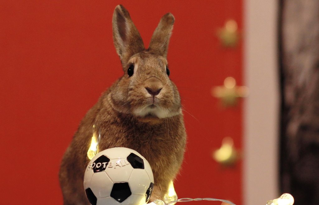 Экзотическая жизнь: белорусы рассказали, сколько стоит содержание необычных питомцев