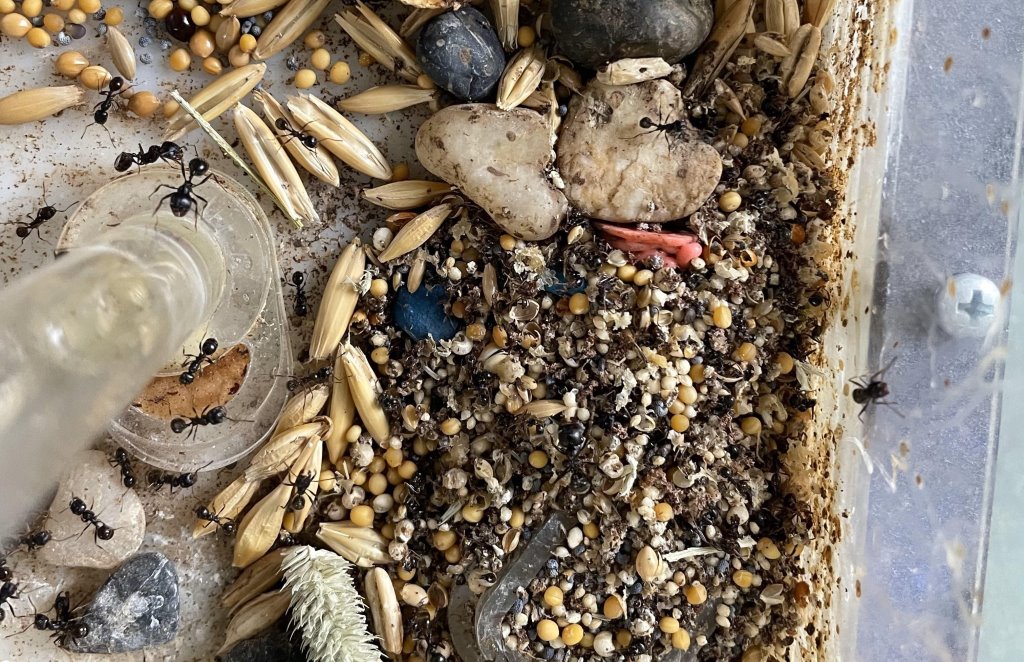 Экзотическая жизнь: белорусы рассказали, сколько стоит содержание необычных питомцев