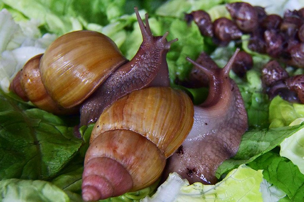 Экзотическая жизнь: белорусы рассказали, сколько стоит содержание необычных питомцев