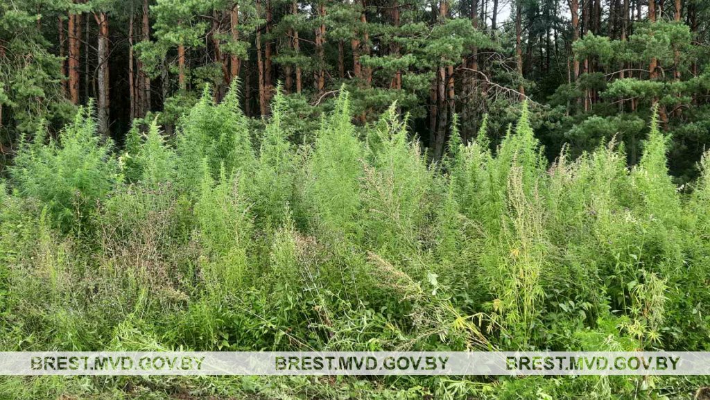 В Ивановском районе уничтожено около 500 килограмм дикорастущей конопли
