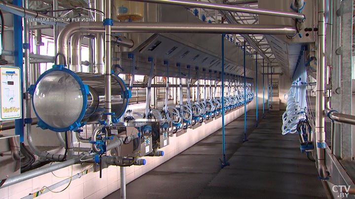 От дойки до прилавка. Вот какой путь проходит молоко, чтобы попасть в магазин