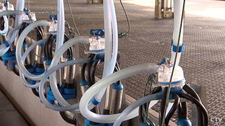 От дойки до прилавка. Вот какой путь проходит молоко, чтобы попасть в магазин