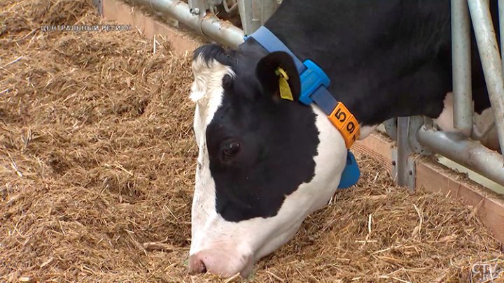 От дойки до прилавка. Вот какой путь проходит молоко, чтобы попасть в магазин