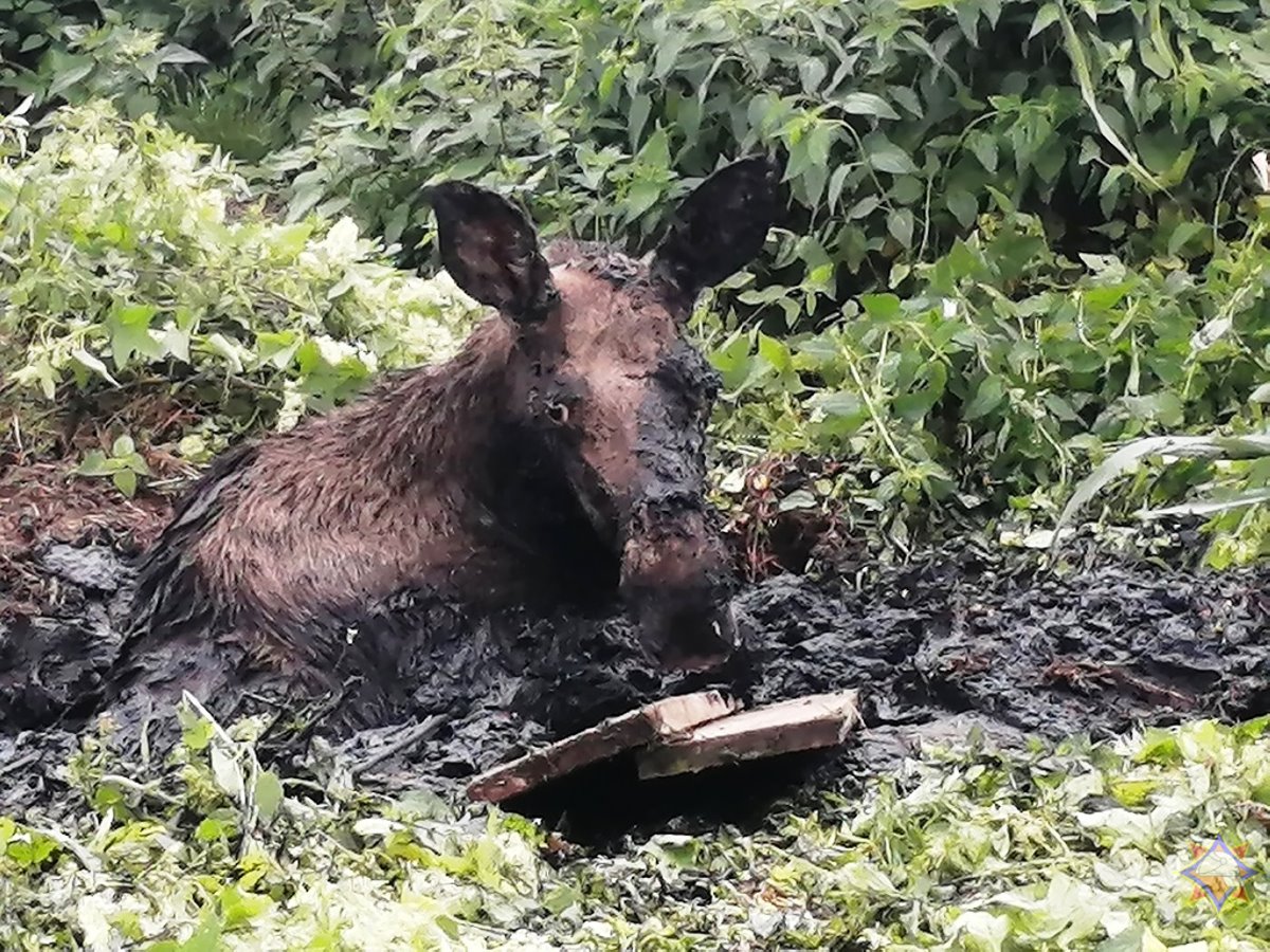 В Брестской области лось увяз в болотистой местности