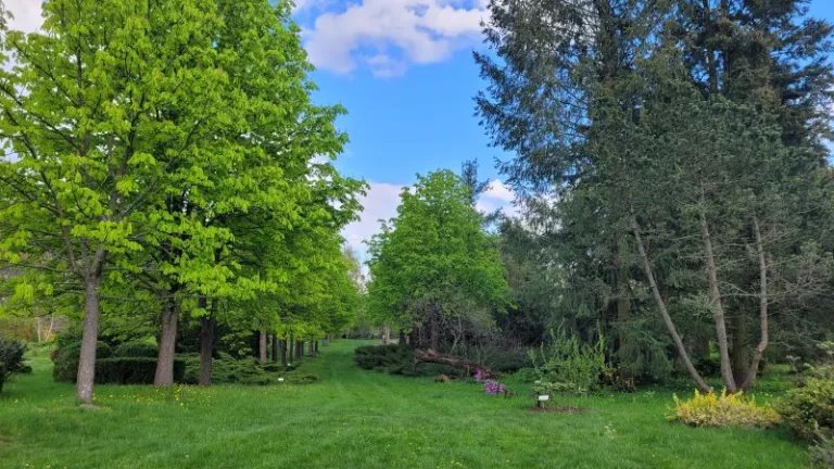 Из Северной Америки и Дальнего Востока – растения со всех уголков мира в Брестском дендрарии