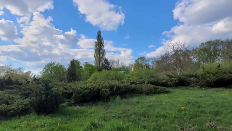 Из Северной Америки и Дальнего Востока – растения со всех уголков мира в Брестском дендрарии