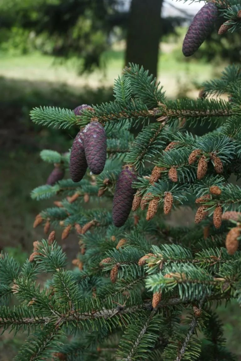 Из Северной Америки и Дальнего Востока – растения со всех уголков мира в Брестском дендрарии