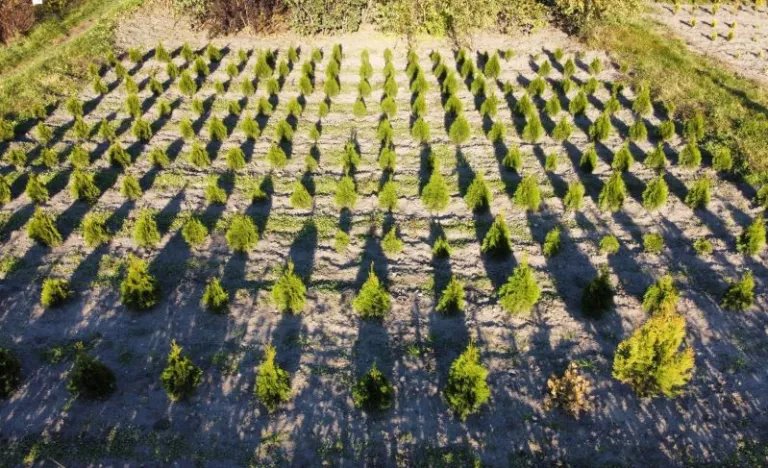 Из Северной Америки и Дальнего Востока – растения со всех уголков мира в Брестском дендрарии