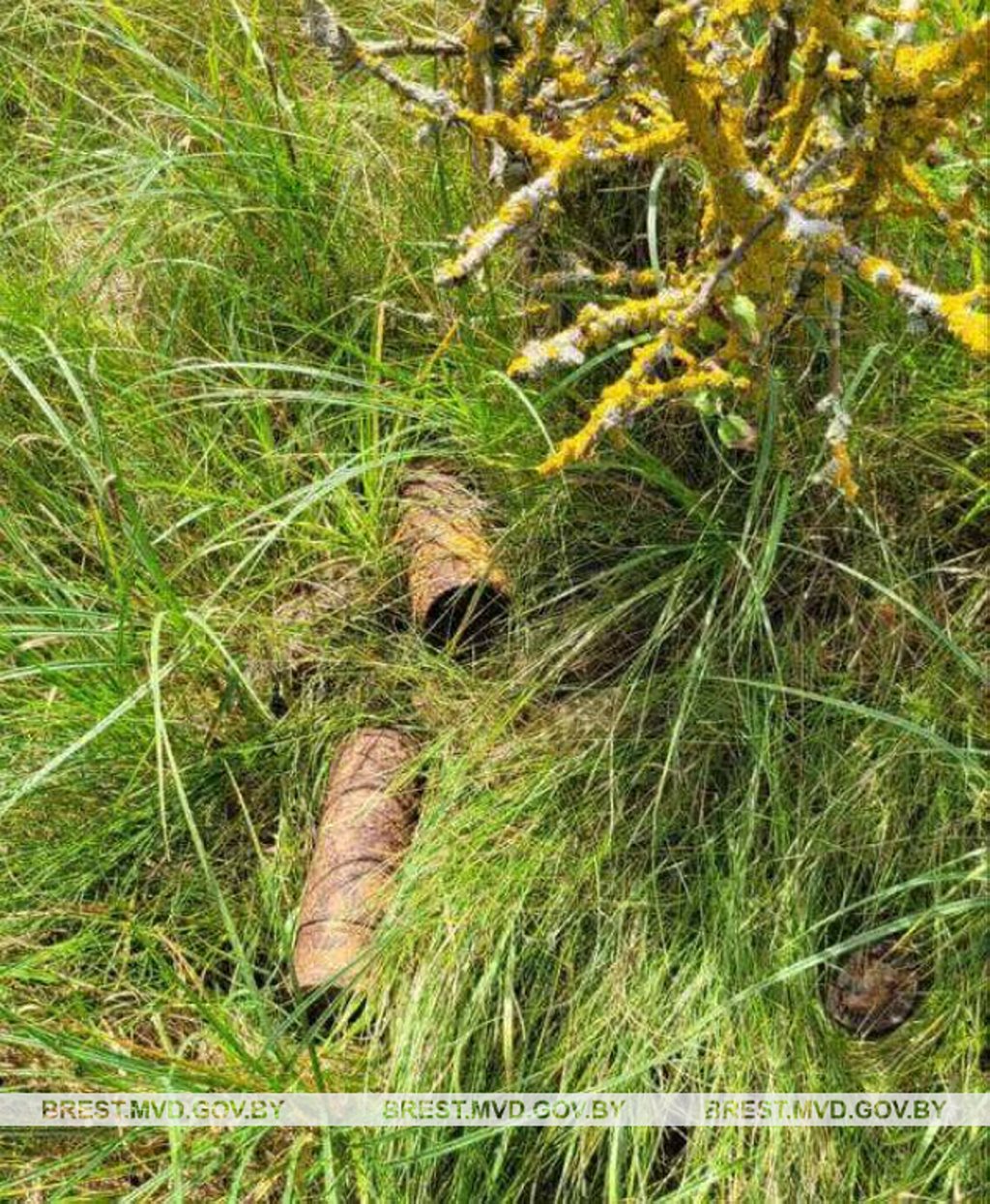 В Брестской области грибник нашел снаряды времен войны