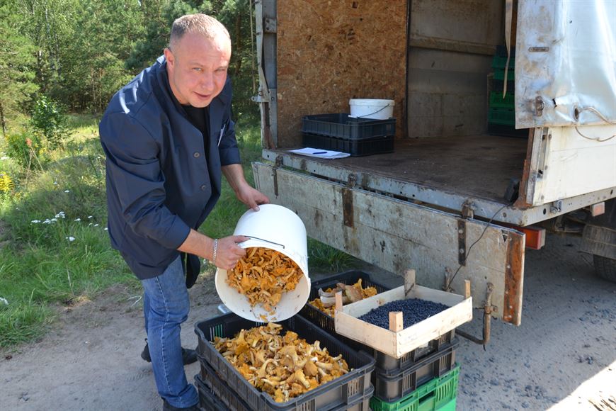 В лес на заработки. Сколько денег можно получить за сбор грибов и ягод