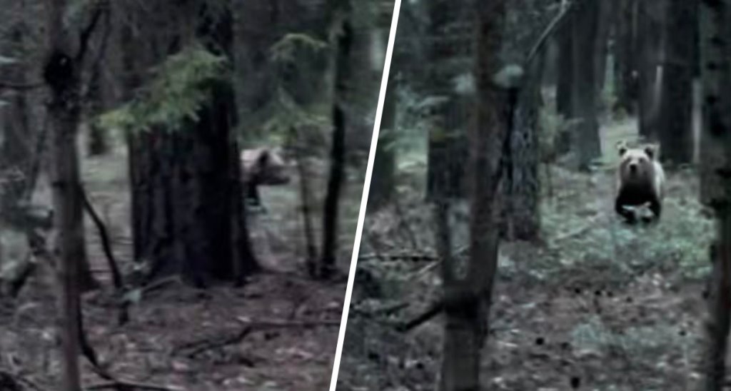 «Ноги начали подкашиваться». Девушка встретила медведя возле жилого района в Боровлянах