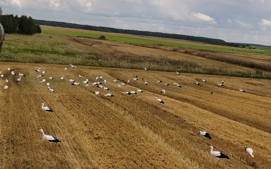«Я столько аистов в жизни не видела!» или Добрый знак на уборочной в Барановичском районе