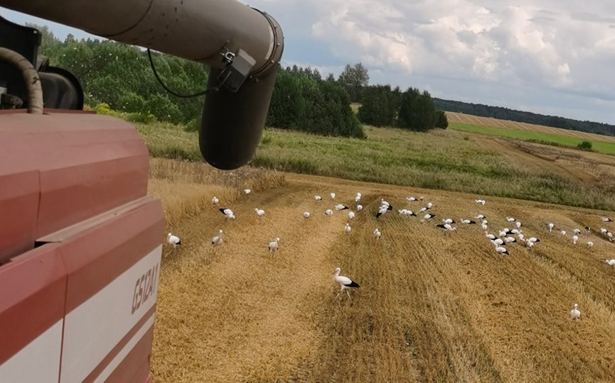 «Я столько аистов в жизни не видела!» или Добрый знак на уборочной в Барановичском районе