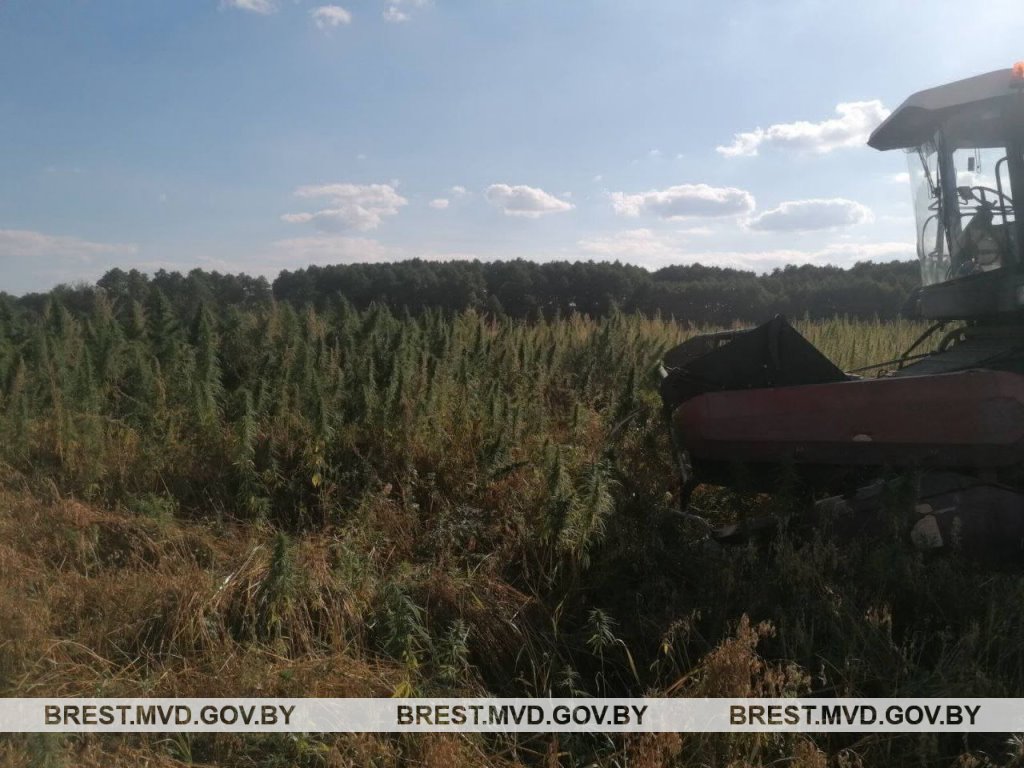 В Кобринском районе уничтожена плантация дикорастущей конопли