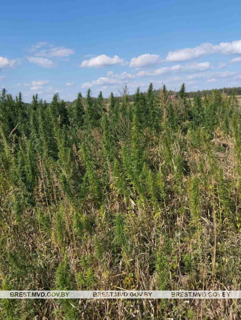 В Кобринском районе уничтожена плантация дикорастущей конопли