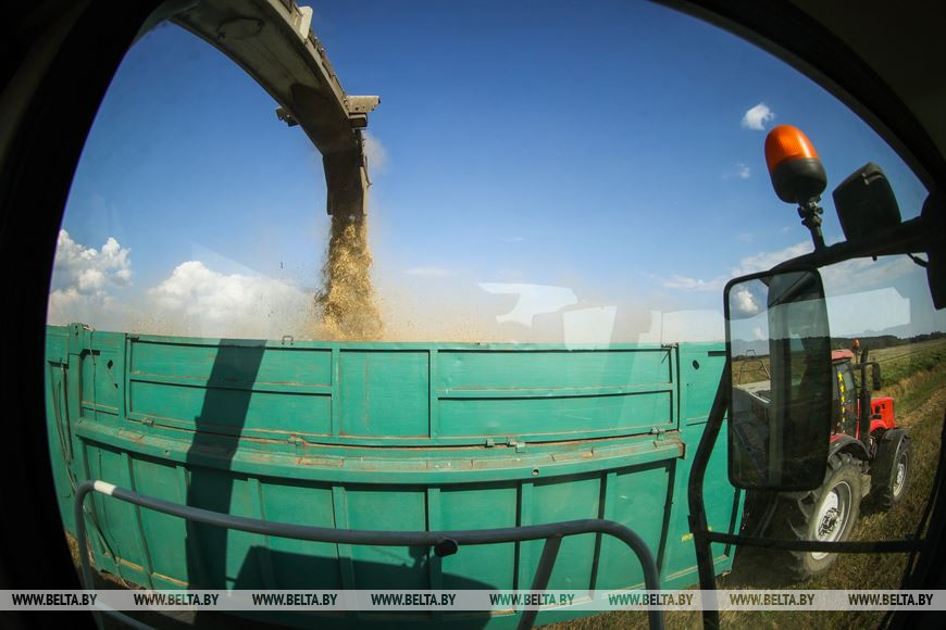 Поля с озимыми - до самых границ: в Брестском районе завершают сев рапса