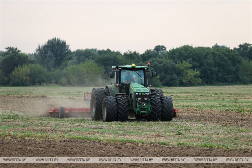 Поля с озимыми - до самых границ: в Брестском районе завершают сев рапса