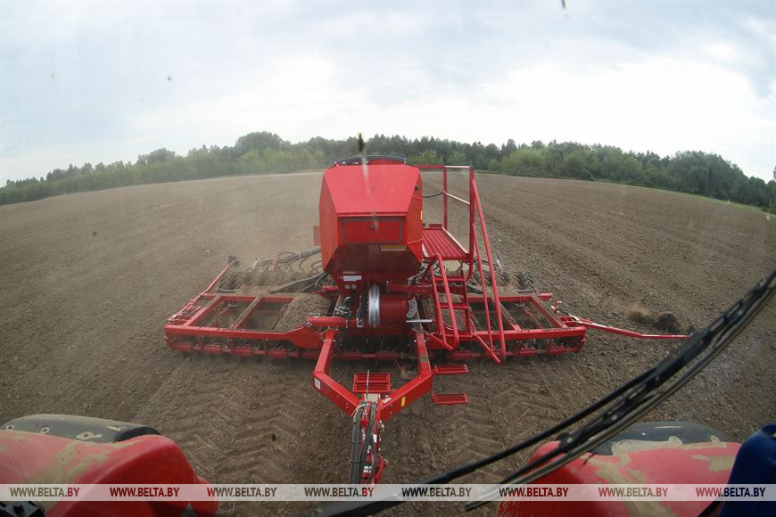 Поля с озимыми - до самых границ: в Брестском районе завершают сев рапса