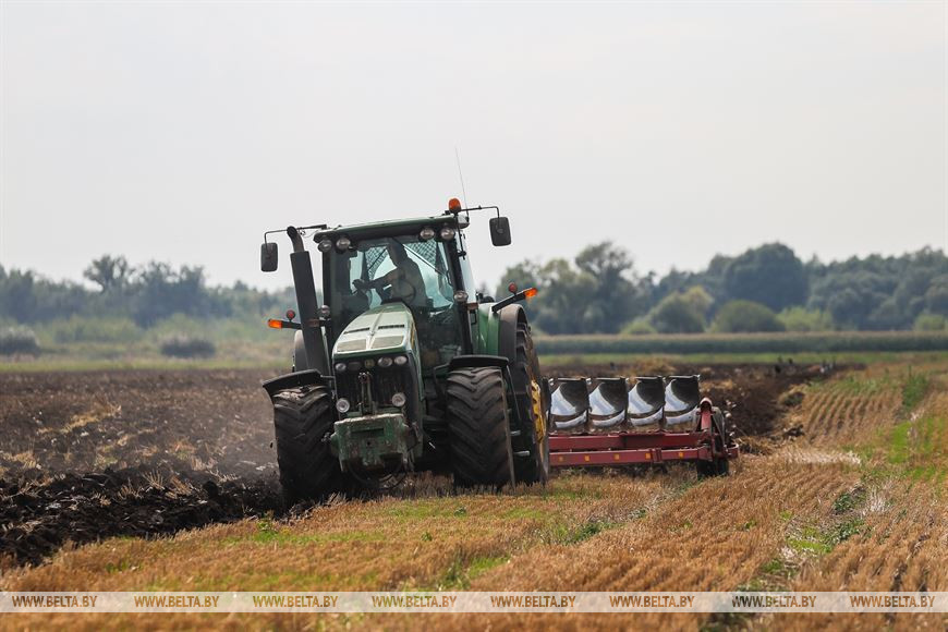 Поля с озимыми - до самых границ: в Брестском районе завершают сев рапса
