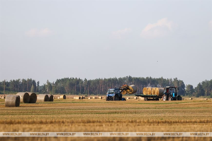 Поля с озимыми - до самых границ: в Брестском районе завершают сев рапса
