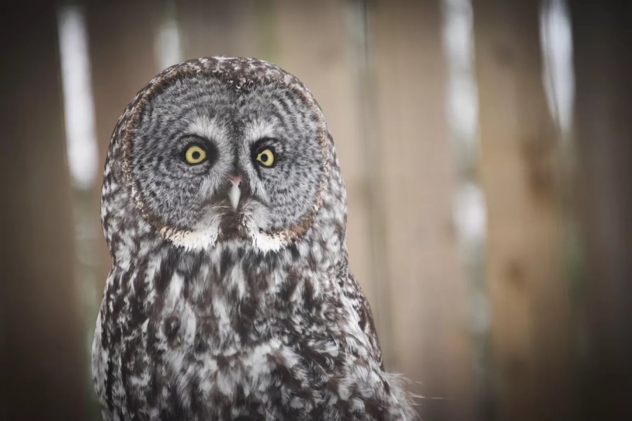Белорусские аисты полетят зимовать за экватор, а совы останутся в Беларуси