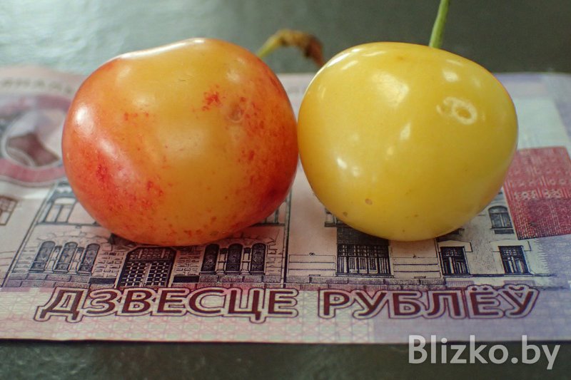 Купили и попробовали самую дорогую черешню на Комаровке: Она стоит в 5 раз больше обычной