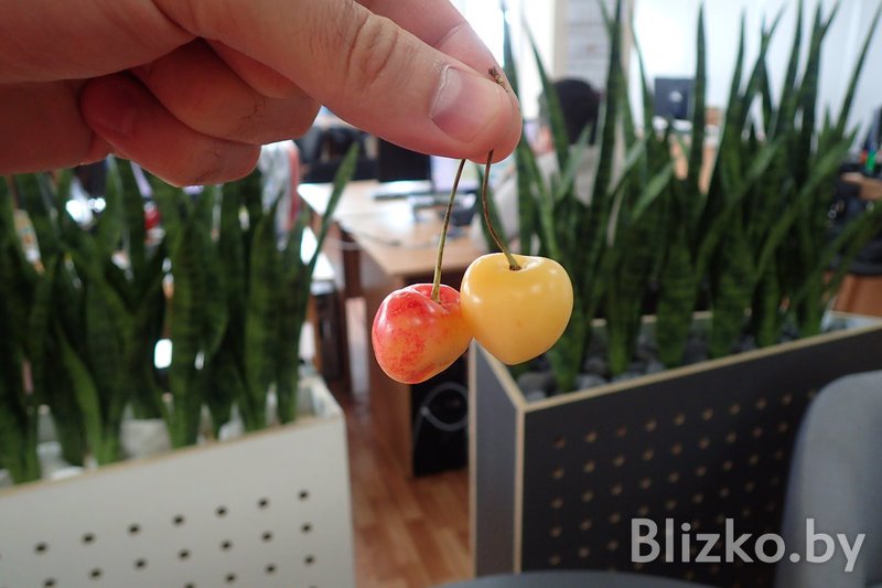 Купили и попробовали самую дорогую черешню на Комаровке: Она стоит в 5 раз больше обычной