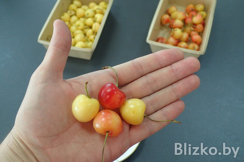 Купили и попробовали самую дорогую черешню на Комаровке: Она стоит в 5 раз больше обычной