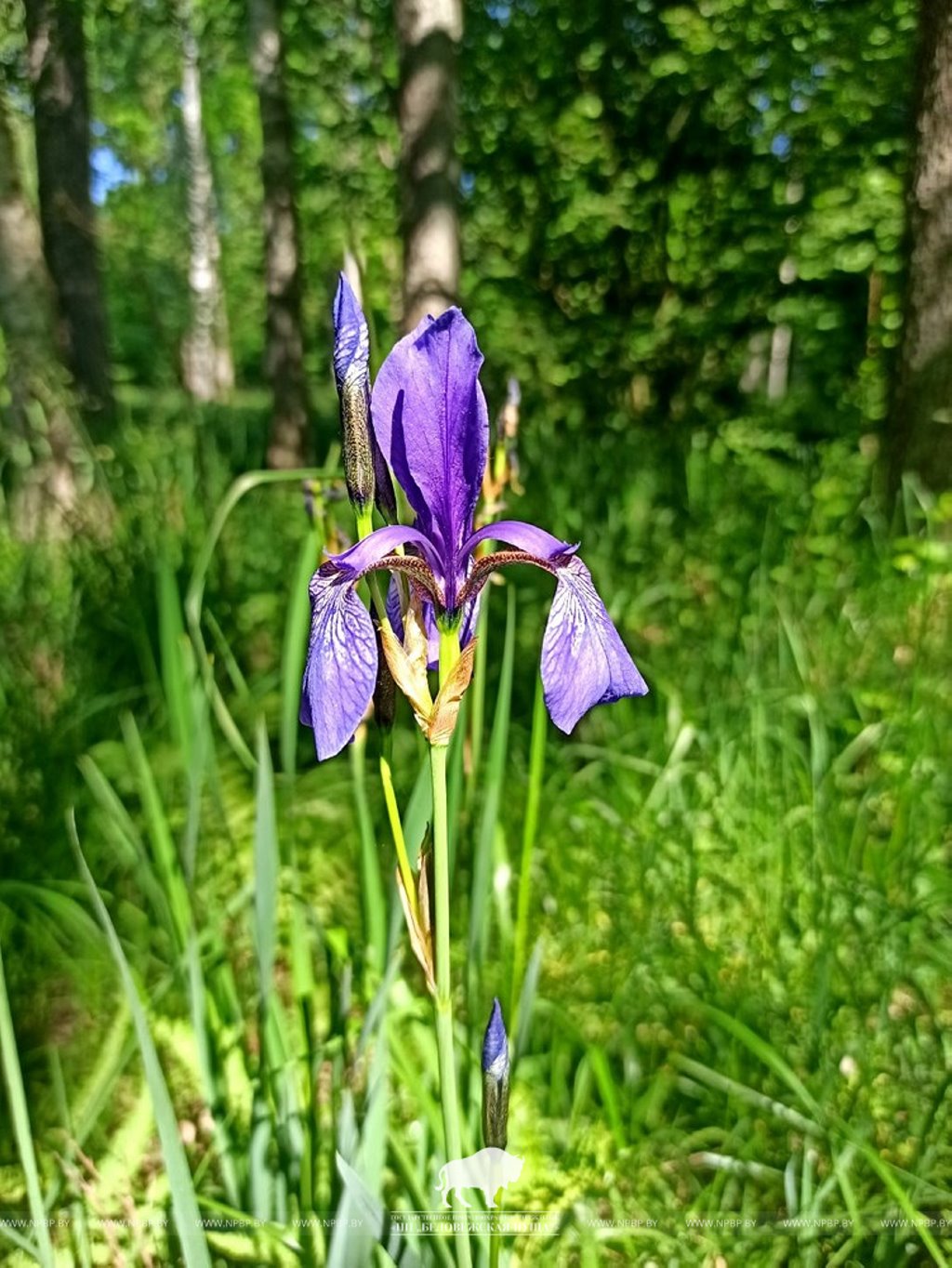 Новое место произрастания краснокнижного ириса сибирского обнаружили в Беловежской пуще