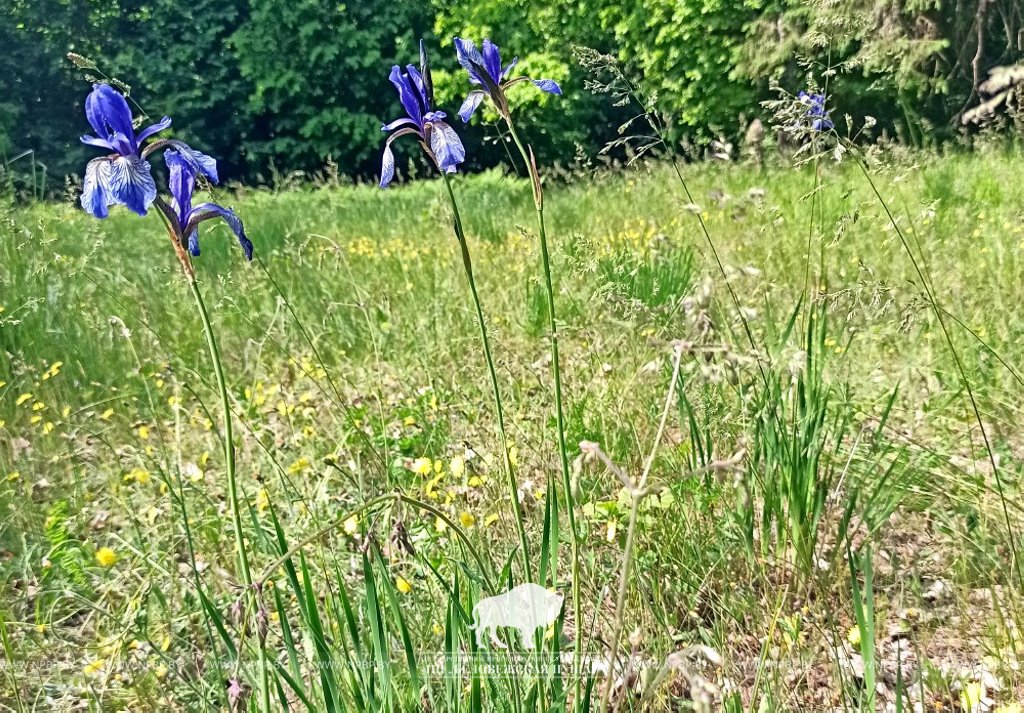 Новое место произрастания краснокнижного ириса сибирского обнаружили в Беловежской пуще