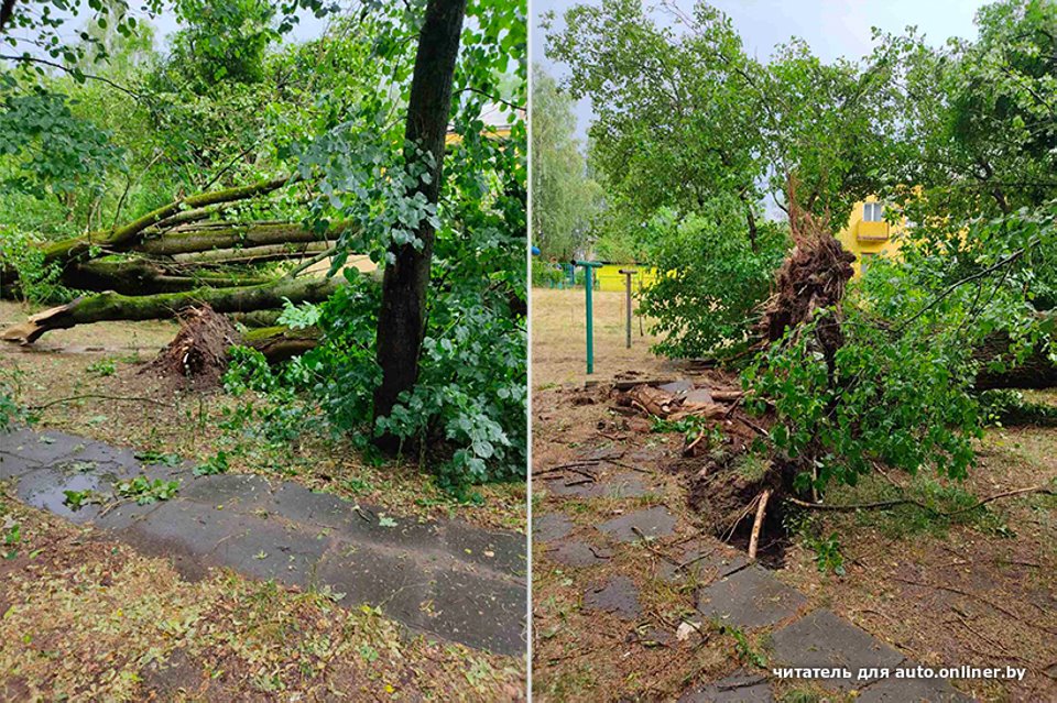 «Сосед разбудил, сказал: выходи». Во дворе дерево рухнуло на Tesla