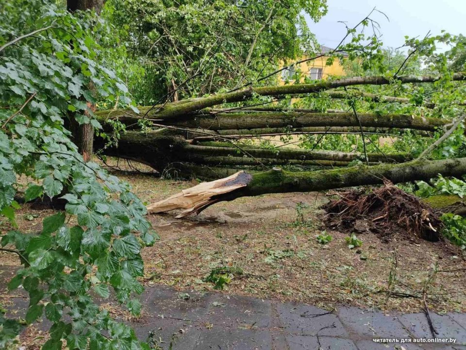 «Сосед разбудил, сказал: выходи». Во дворе дерево рухнуло на Tesla