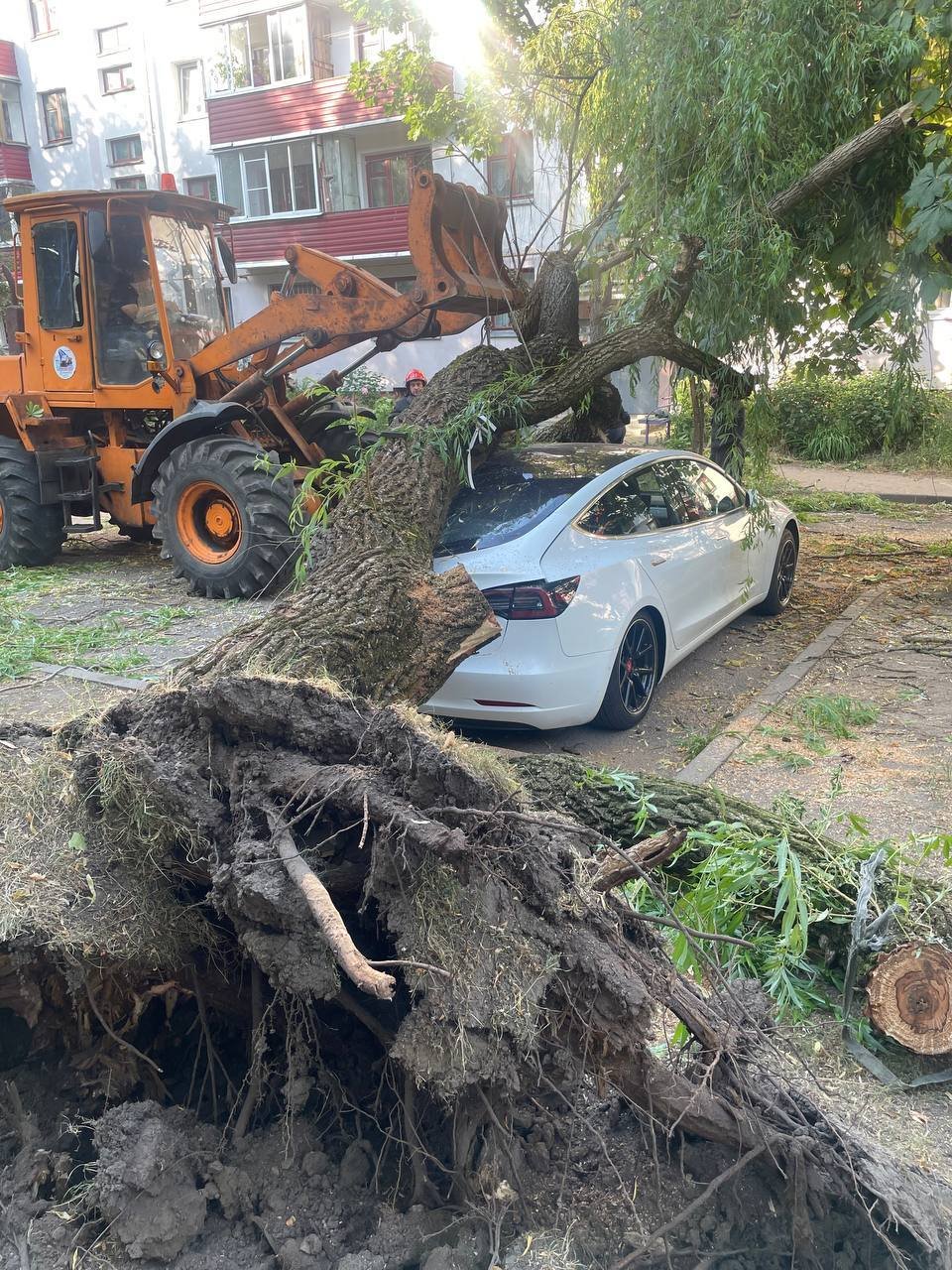 «Сосед разбудил, сказал: выходи». Во дворе дерево рухнуло на Tesla