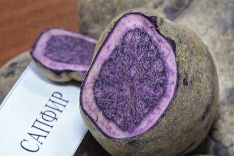 В Беларуси вывели новые сорта картофеля. Только посмотрите, каких они цветов