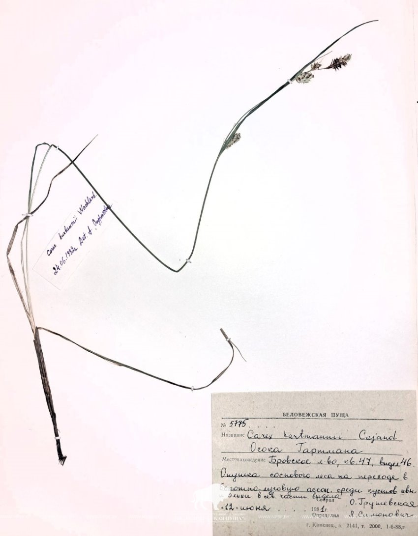 Редчайший для Беларуси вид осоки нашли в Беловежской пуще