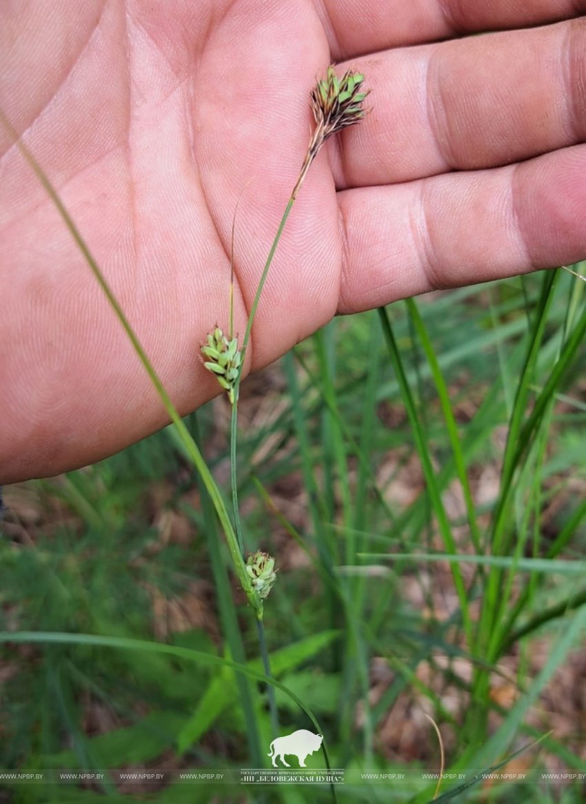 Редчайший для Беларуси вид осоки нашли в Беловежской пуще