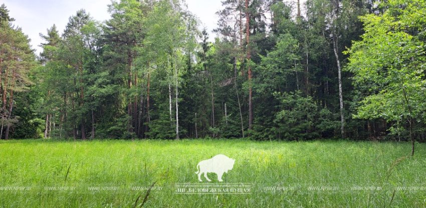 Редчайший для Беларуси вид осоки нашли в Беловежской пуще