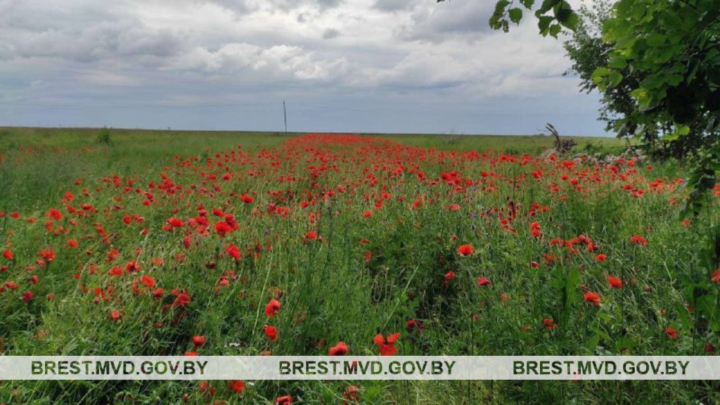 В Каменецком районе уничтожен мак