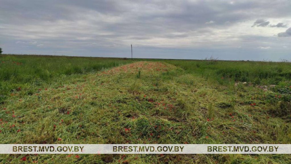 В Каменецком районе уничтожен мак