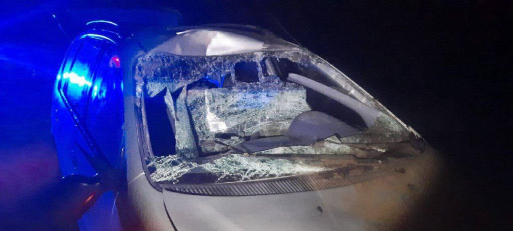 В Солигорском районе легковушка сбила лося – пострадали два человека