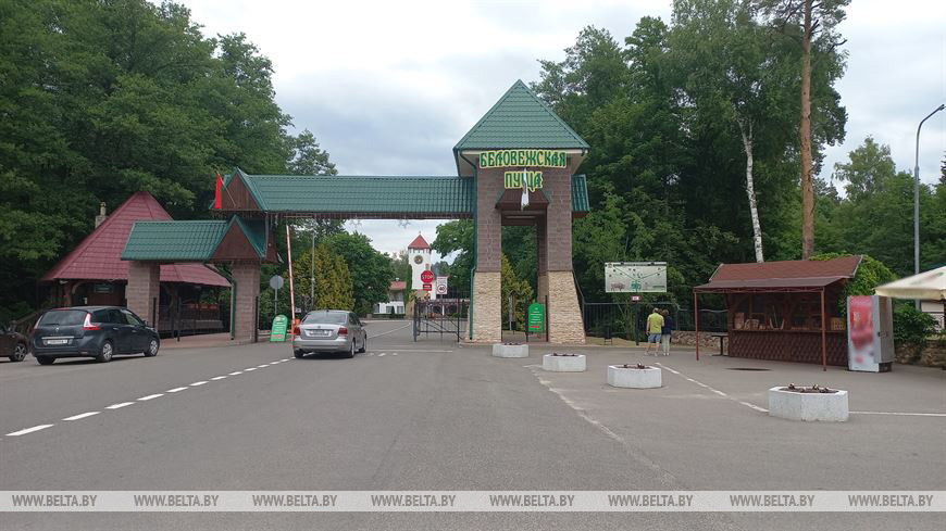 Лето, велосипед и заповедный лес, или За «экологическим детоксом» в Беловежскую пущу