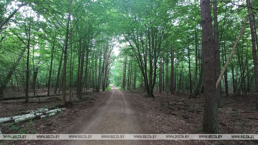 Лето, велосипед и заповедный лес, или За «экологическим детоксом» в Беловежскую пущу