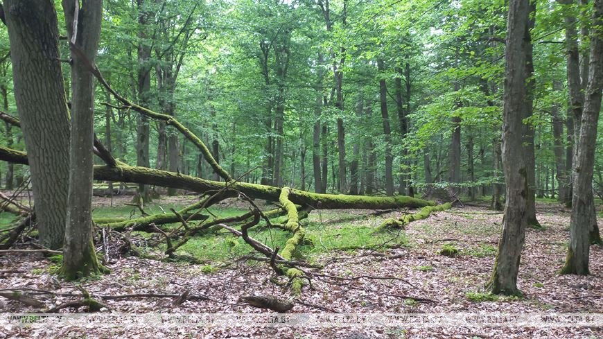 Лето, велосипед и заповедный лес, или За «экологическим детоксом» в Беловежскую пущу