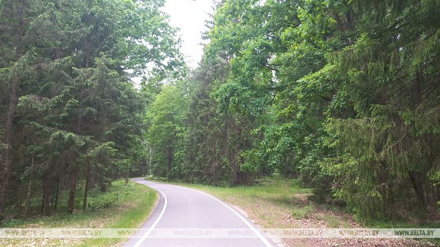 Лето, велосипед и заповедный лес, или За «экологическим детоксом» в Беловежскую пущу